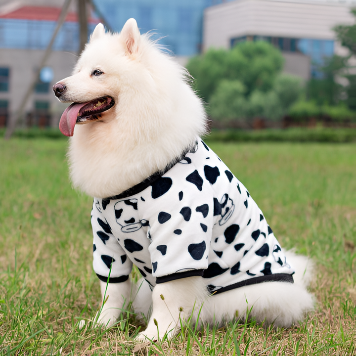 Why Pet Clothing Matters