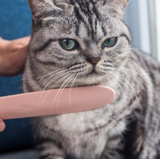 Comb brush comb cat tongue